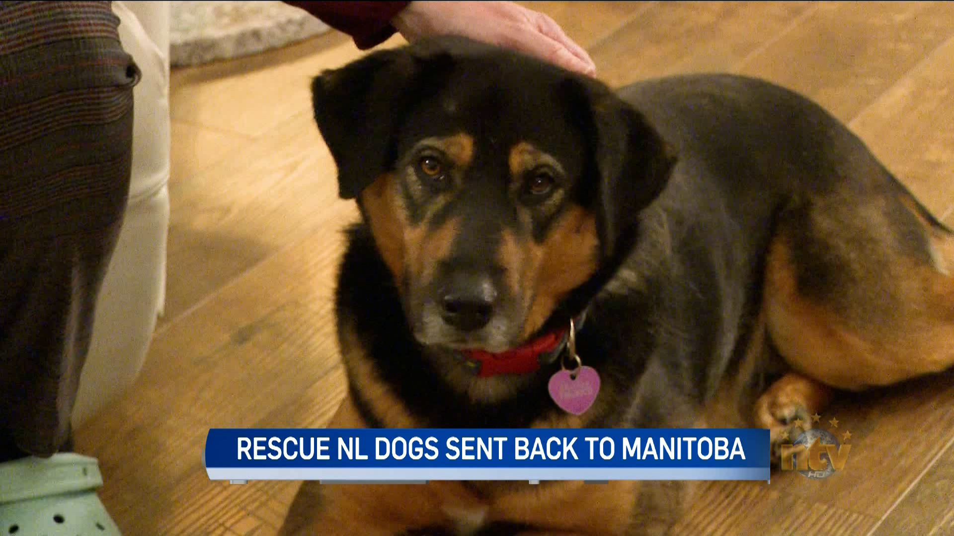 Truck with rescue dogs from Manitoba forced to turn back – NTV