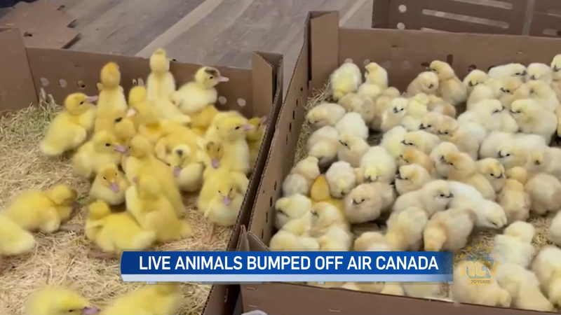 Farmer upset after Air Canada bumps livestock off plane
