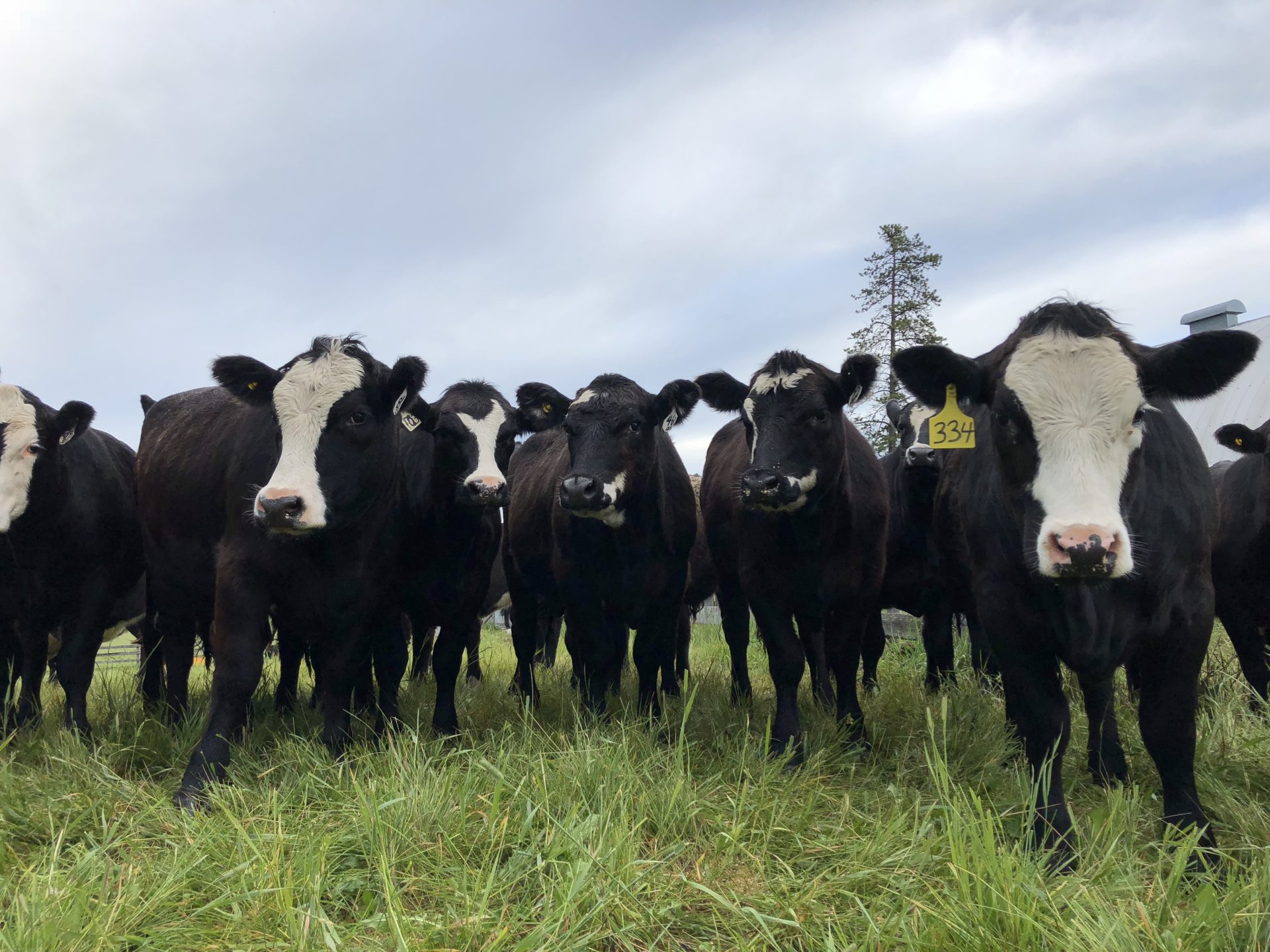 cows