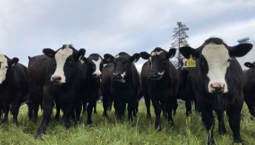 cows