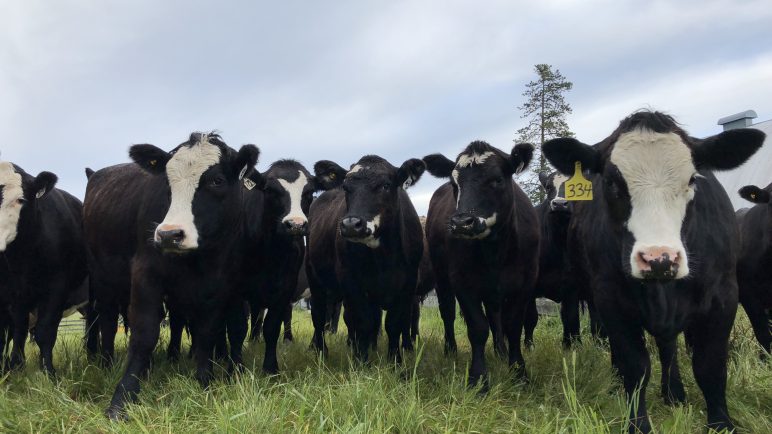 cows