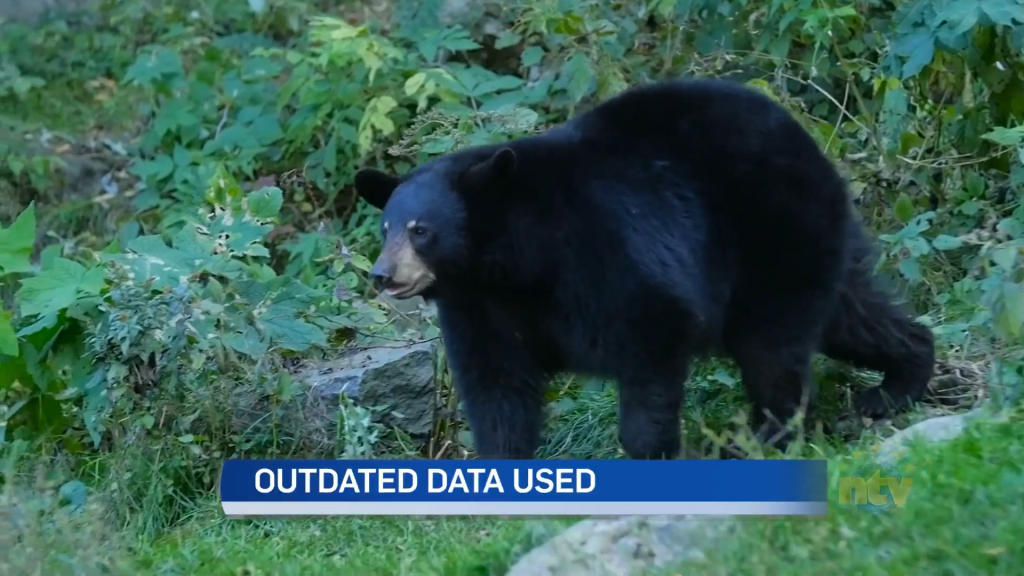 Increase in black bear sightings across province in recent weeks - NTV: Newfoundland and Labrador's Most Trusted News Source